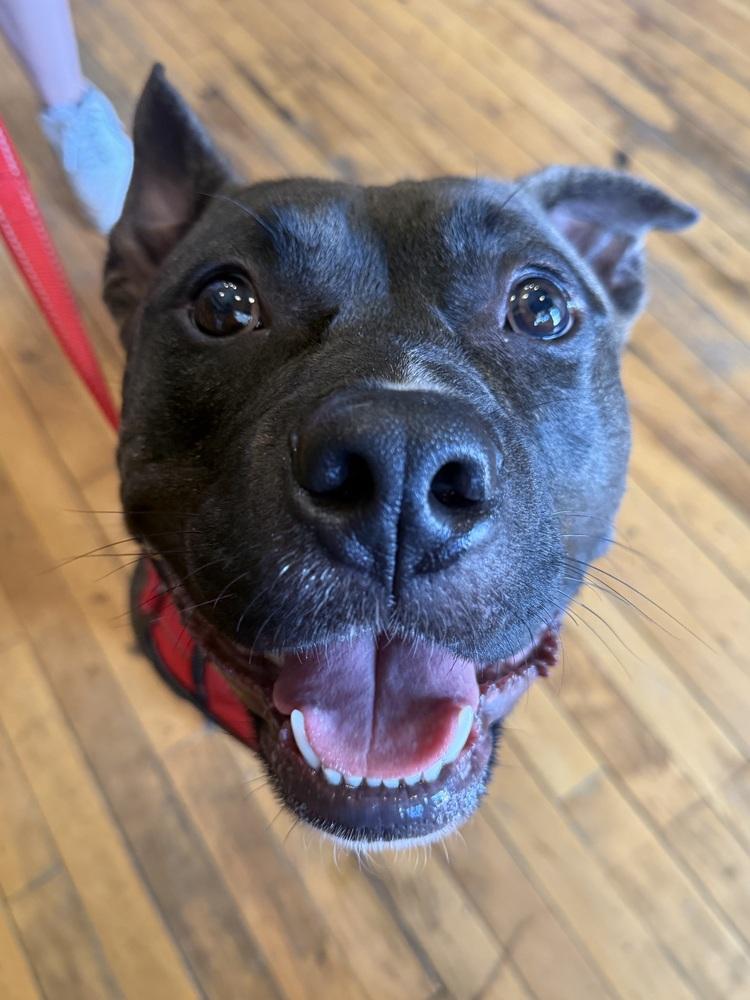 Gibbs, Adoptable, Adult Male American Staffordshire Terrier.