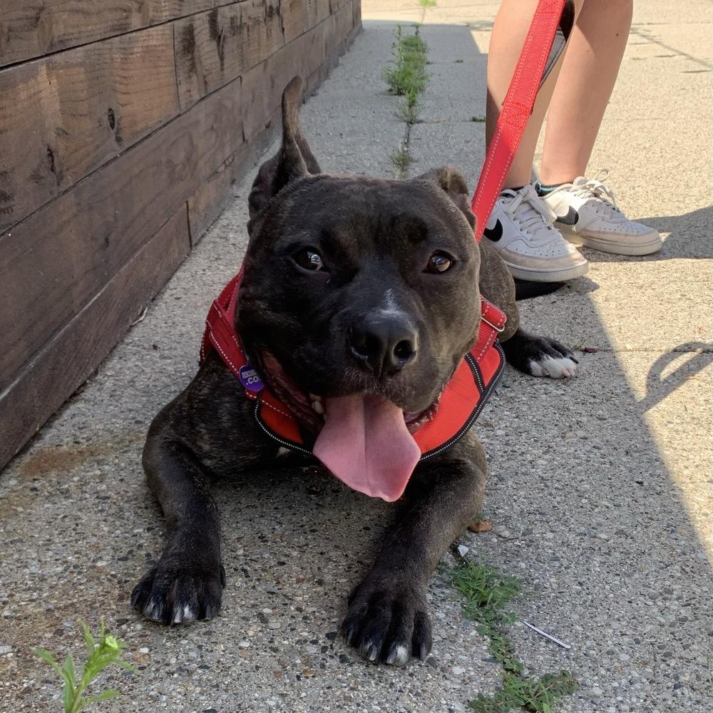 Gibbs, a Adoptable mixed breed in Grand Rapids, MI image 2/5