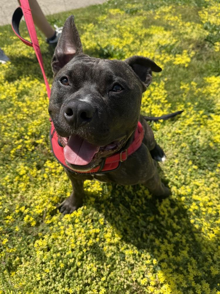 Gibbs, a Adoptable mixed breed in Grand Rapids, MI image 3/5
