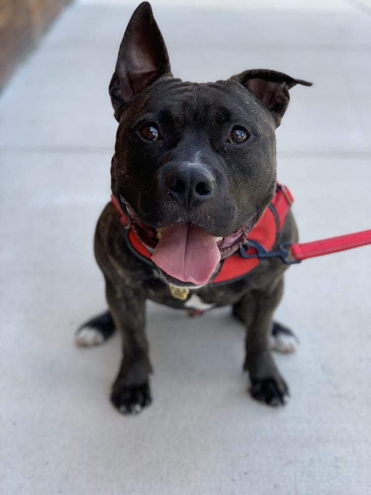 Gibbs, a Adoptable mixed breed in Grand Rapids, MI image 4/5