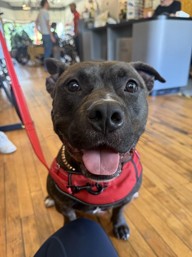 Gibbs, a Adoptable mixed breed in Grand Rapids, MI image 5/5