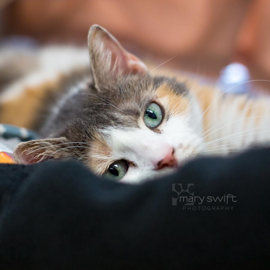 Enlarge Aries, a ADOPTABLE Domestic Short Hair in Reisterstown, MD image 1/5