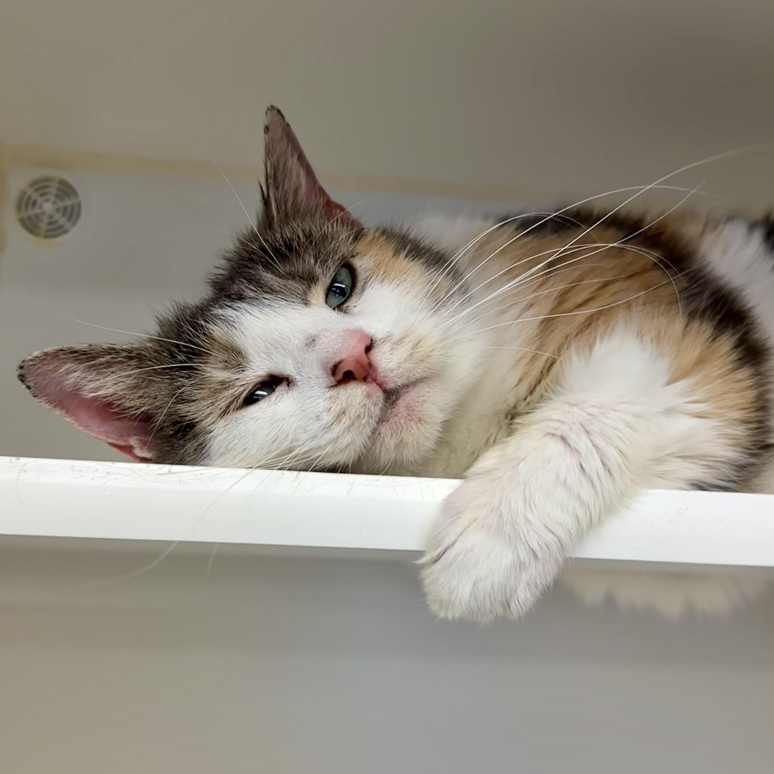 Enlarge Aries, a ADOPTABLE Domestic Short Hair in Reisterstown, MD image 3/5