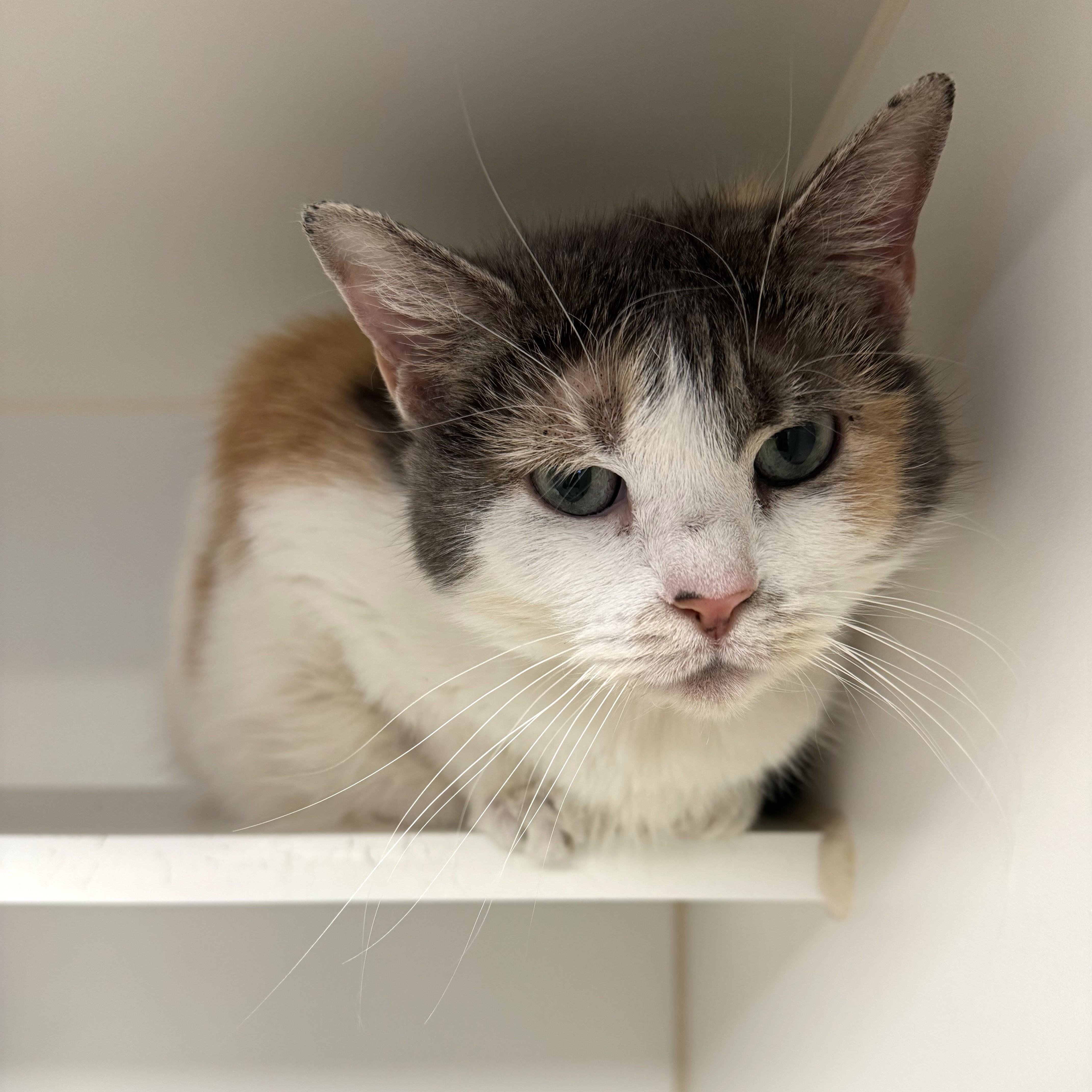 Enlarge Aries, a ADOPTABLE Domestic Short Hair in Reisterstown, MD image 5/5