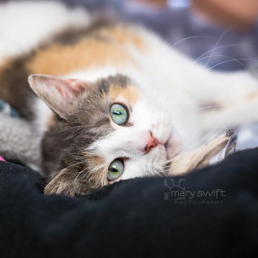 Enlarge Aries, a ADOPTABLE Domestic Short Hair in Reisterstown, MD image 2/5