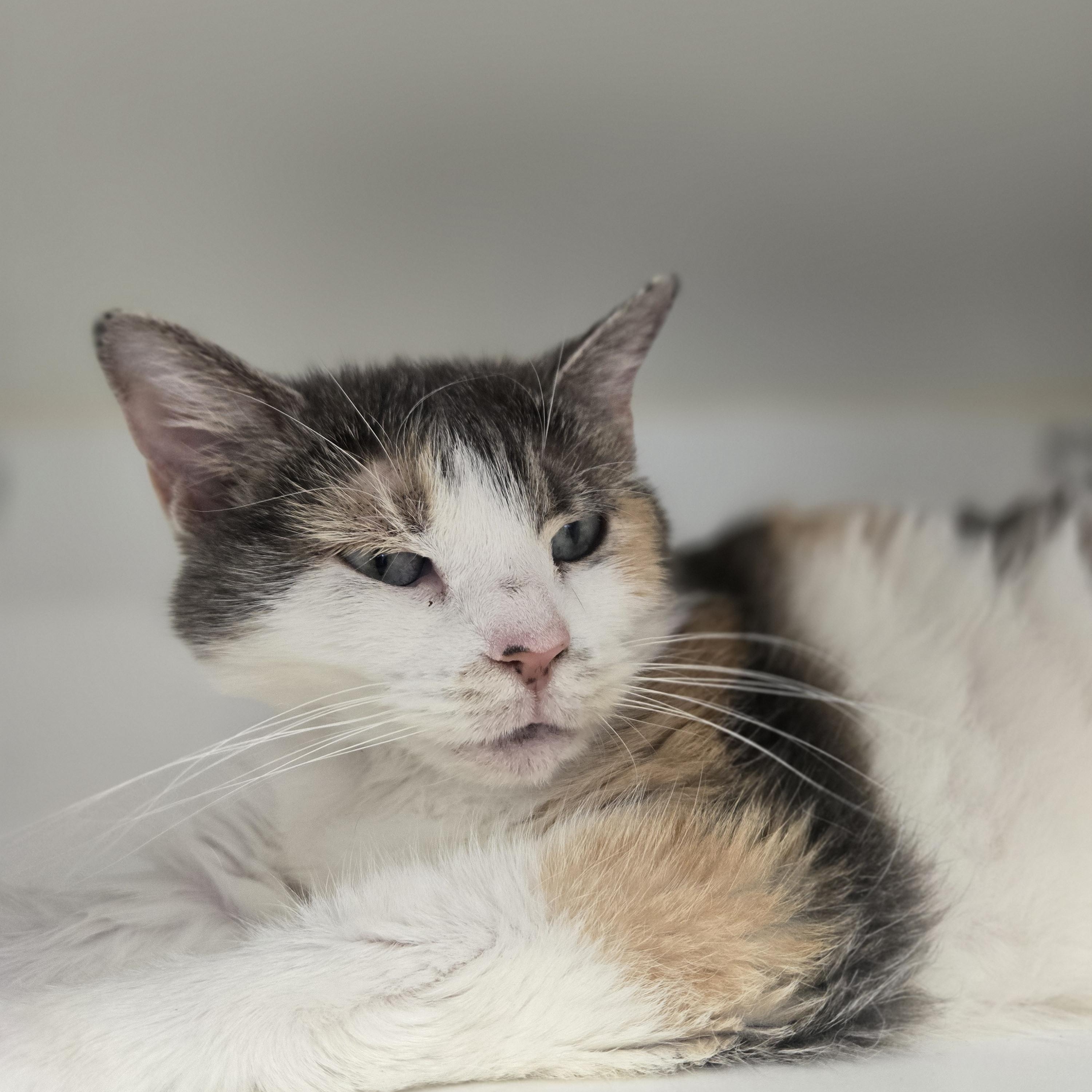 Enlarge Aries, a ADOPTABLE Domestic Short Hair in Reisterstown, MD image 4/5