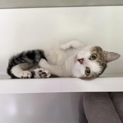 Ice Man, Adoptable, Adult Male Domestic Short Hair & Domestic Short Hair.