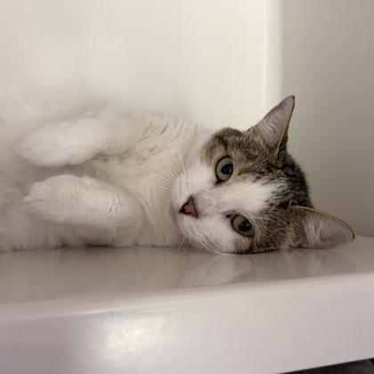 Enlarge Ice Man, a Adoptable mixed breed in Honolulu, HI image 2/3
