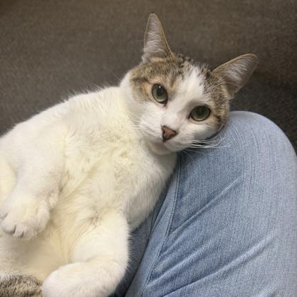 Enlarge Ice Man, a Adoptable mixed breed in Honolulu, HI image 3/3