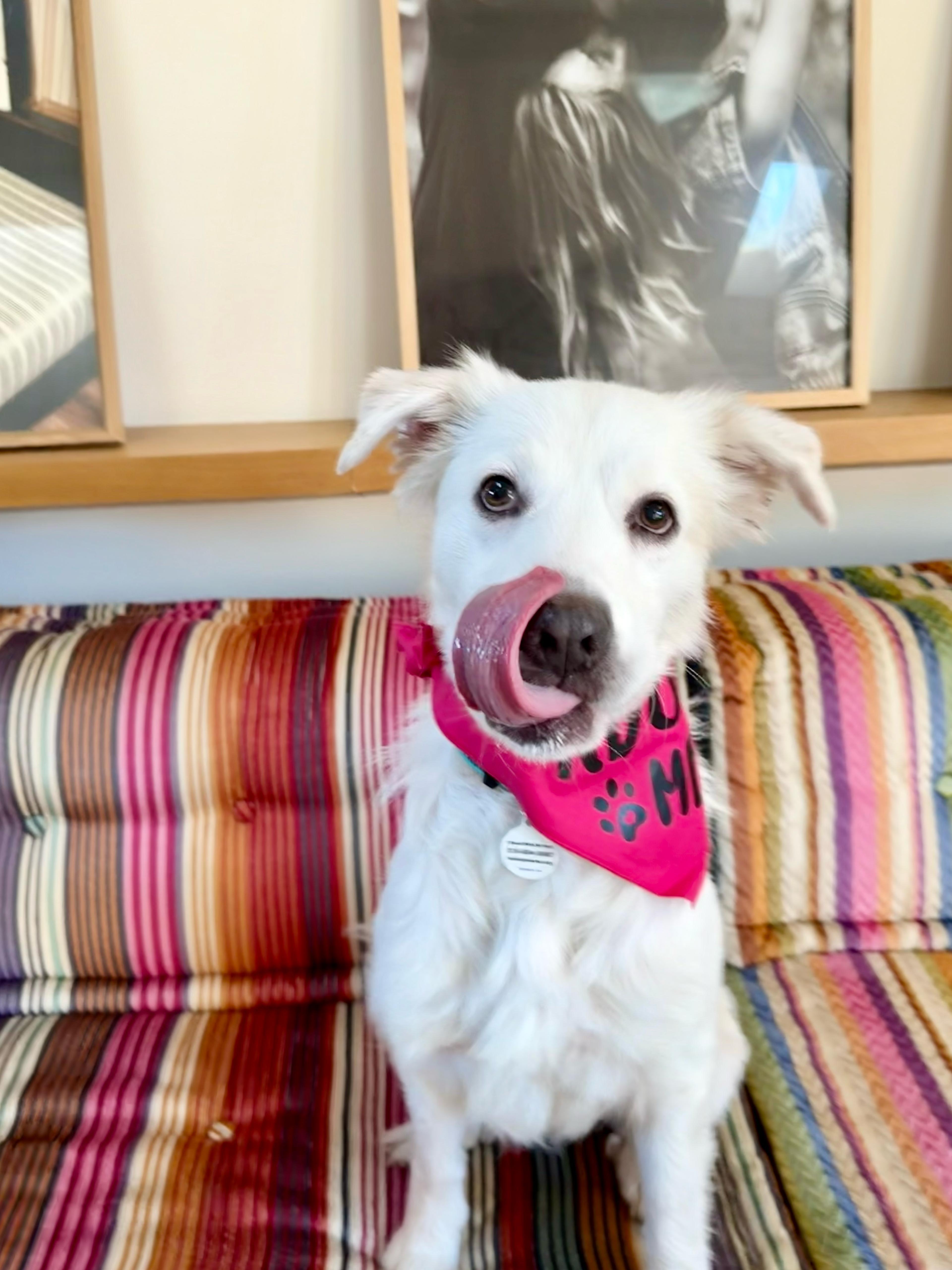 Enlarge Sugar, a ADOPTABLE mixed breed in Los Angeles, CA image 2/5
