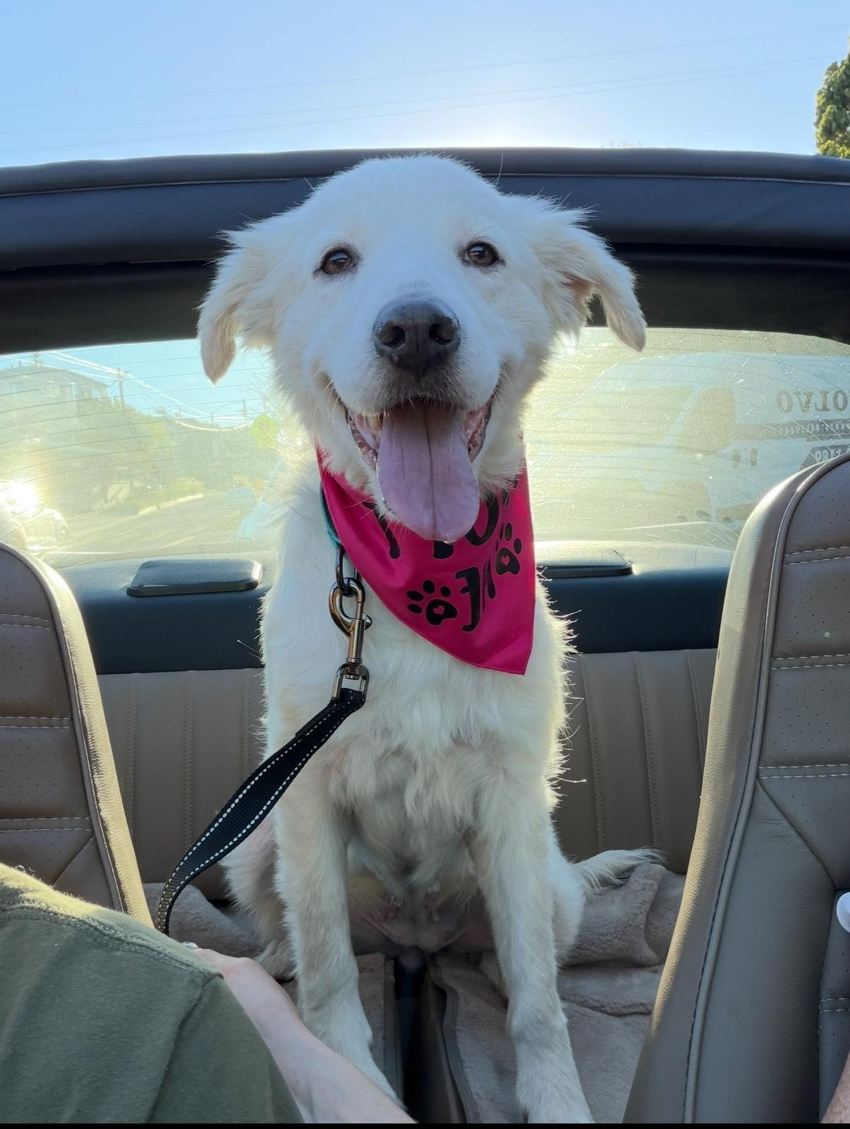 Enlarge Sugar, a ADOPTABLE mixed breed in Los Angeles, CA image 1/5