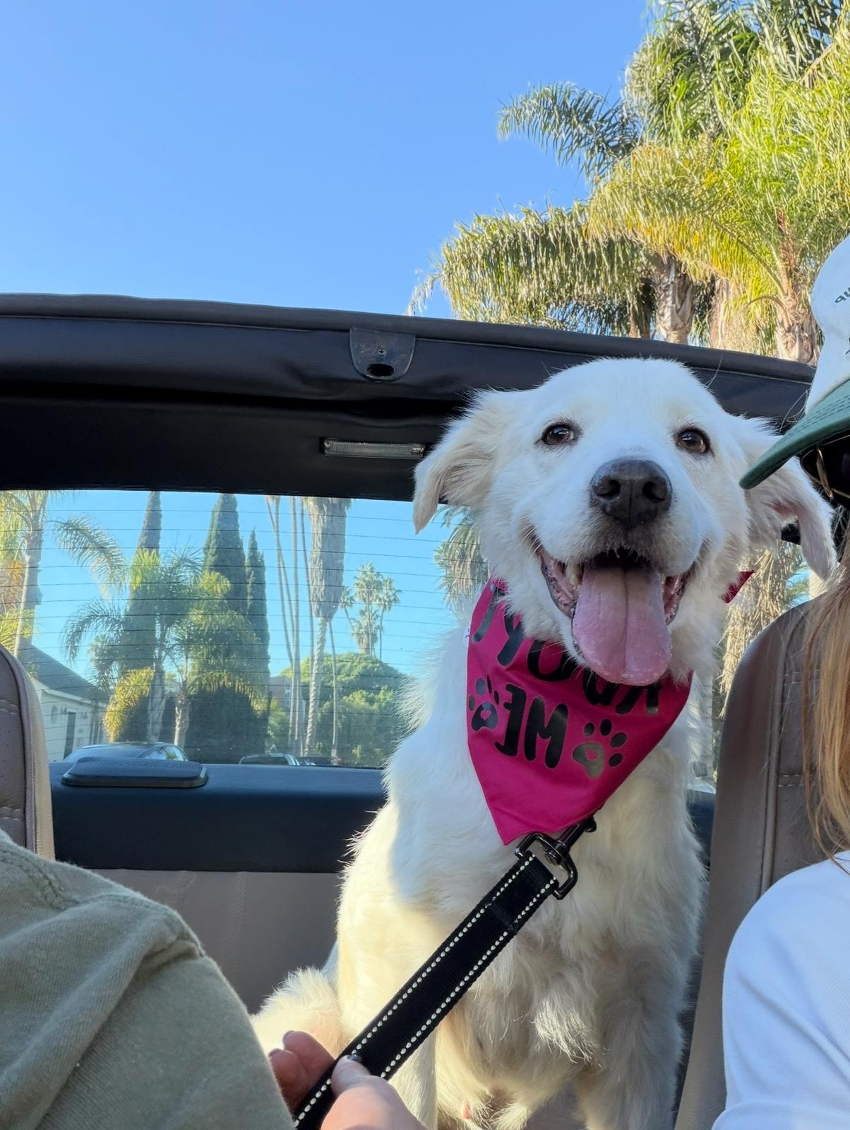 Enlarge Sugar, a ADOPTABLE mixed breed in Los Angeles, CA image 5/5