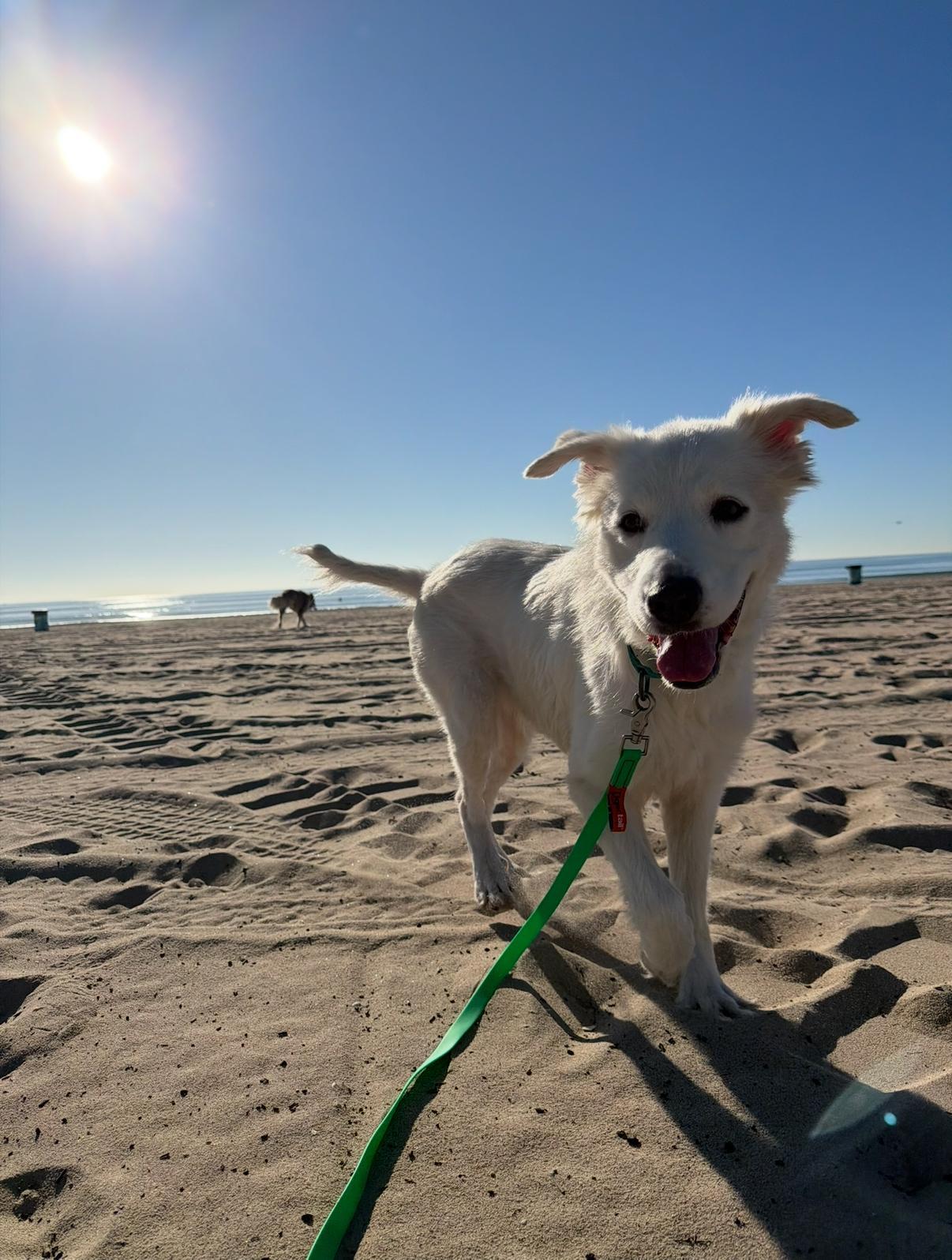 Enlarge Sugar, a ADOPTABLE mixed breed in Los Angeles, CA image 3/5