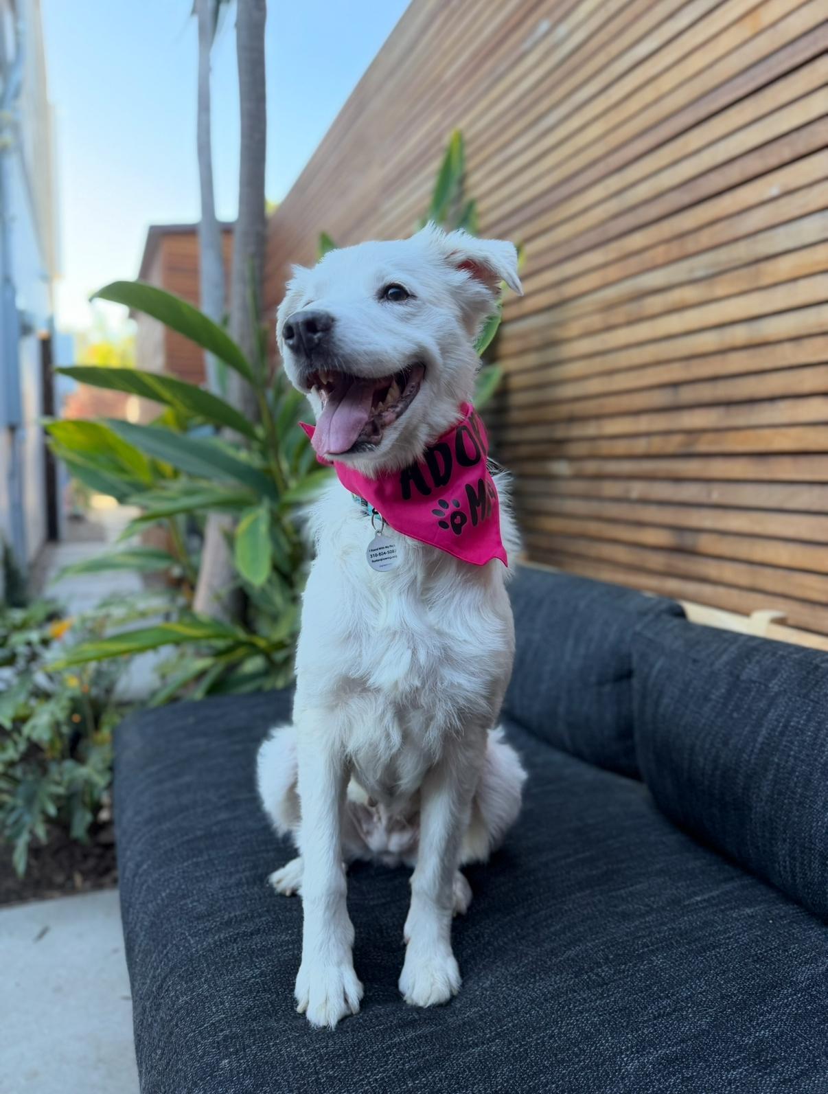 Enlarge Sugar, a ADOPTABLE mixed breed in Los Angeles, CA image 4/5