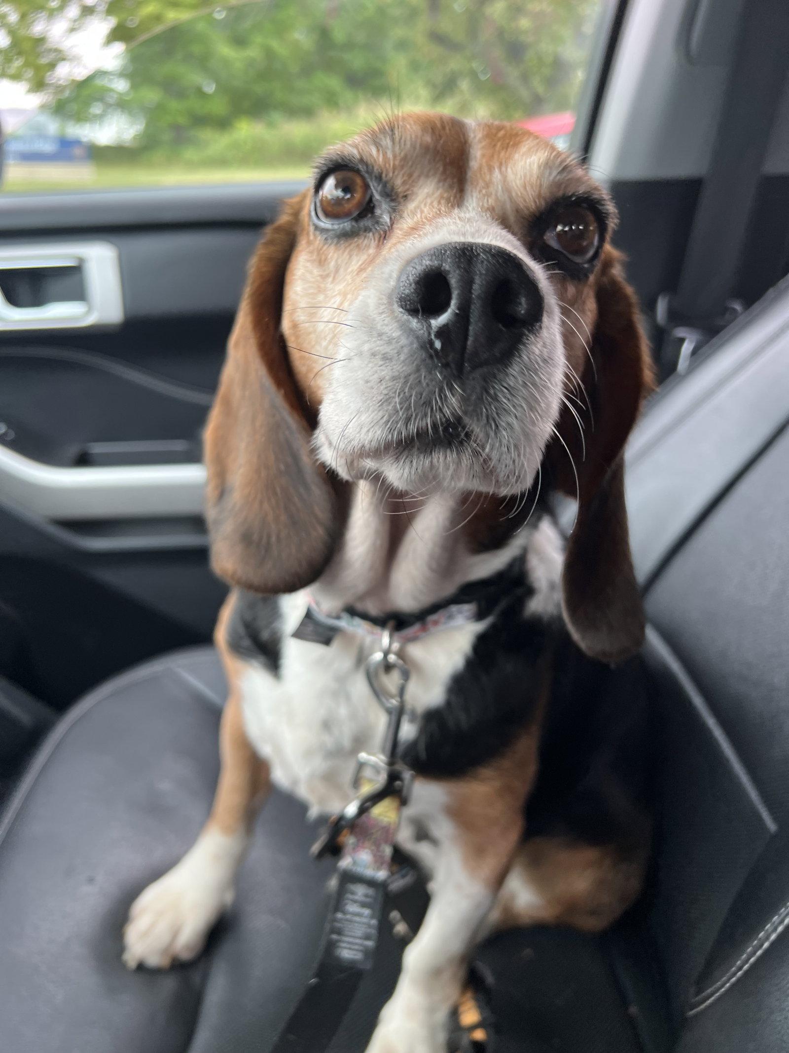 Enlarge Mabel, a Adopted Beagle in Livonia, MI image 1/3