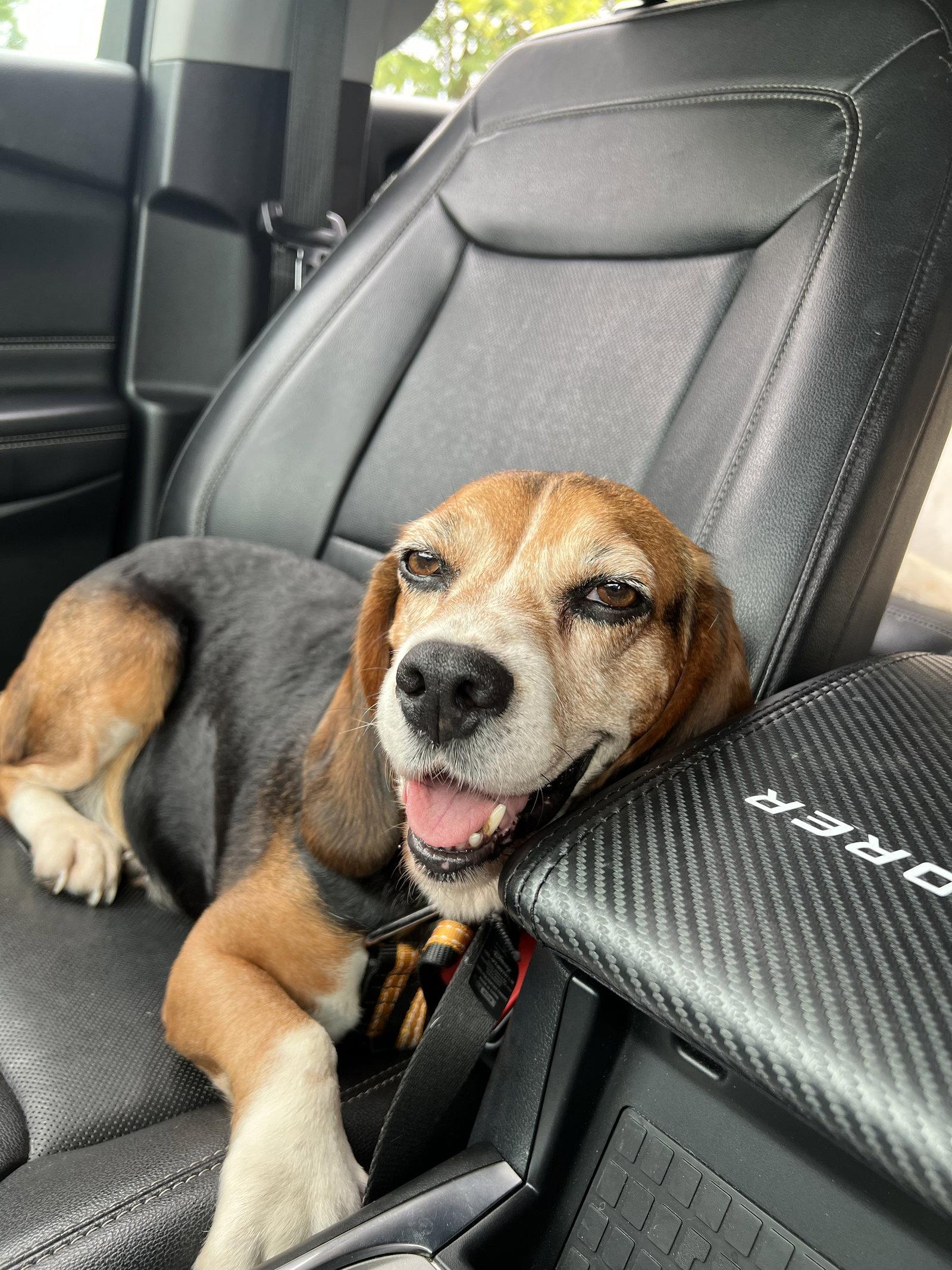 Enlarge Mabel, a Adopted Beagle in Livonia, MI image 2/3