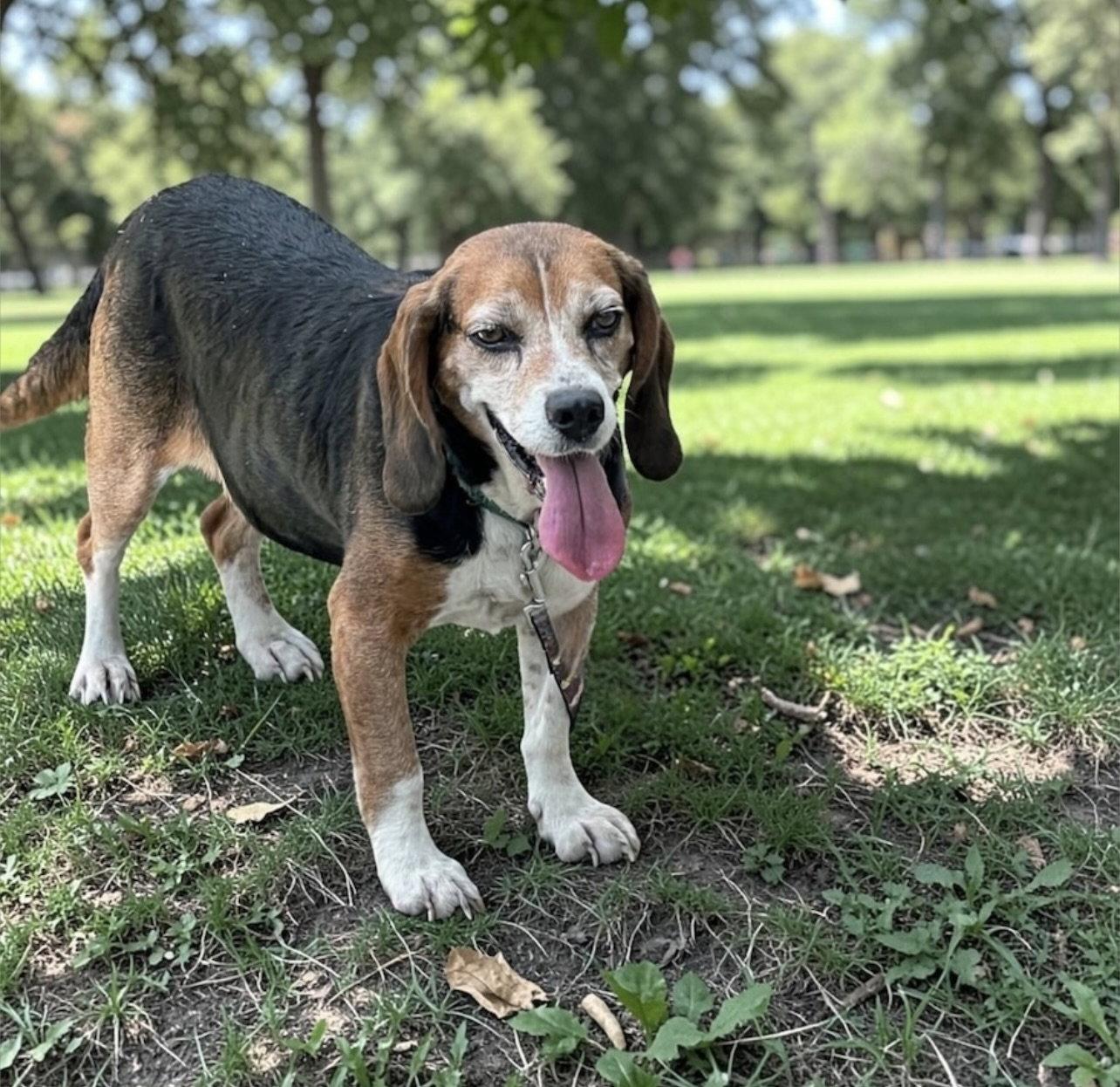 Enlarge Mabel, a Adopted Beagle in Livonia, MI image 3/3