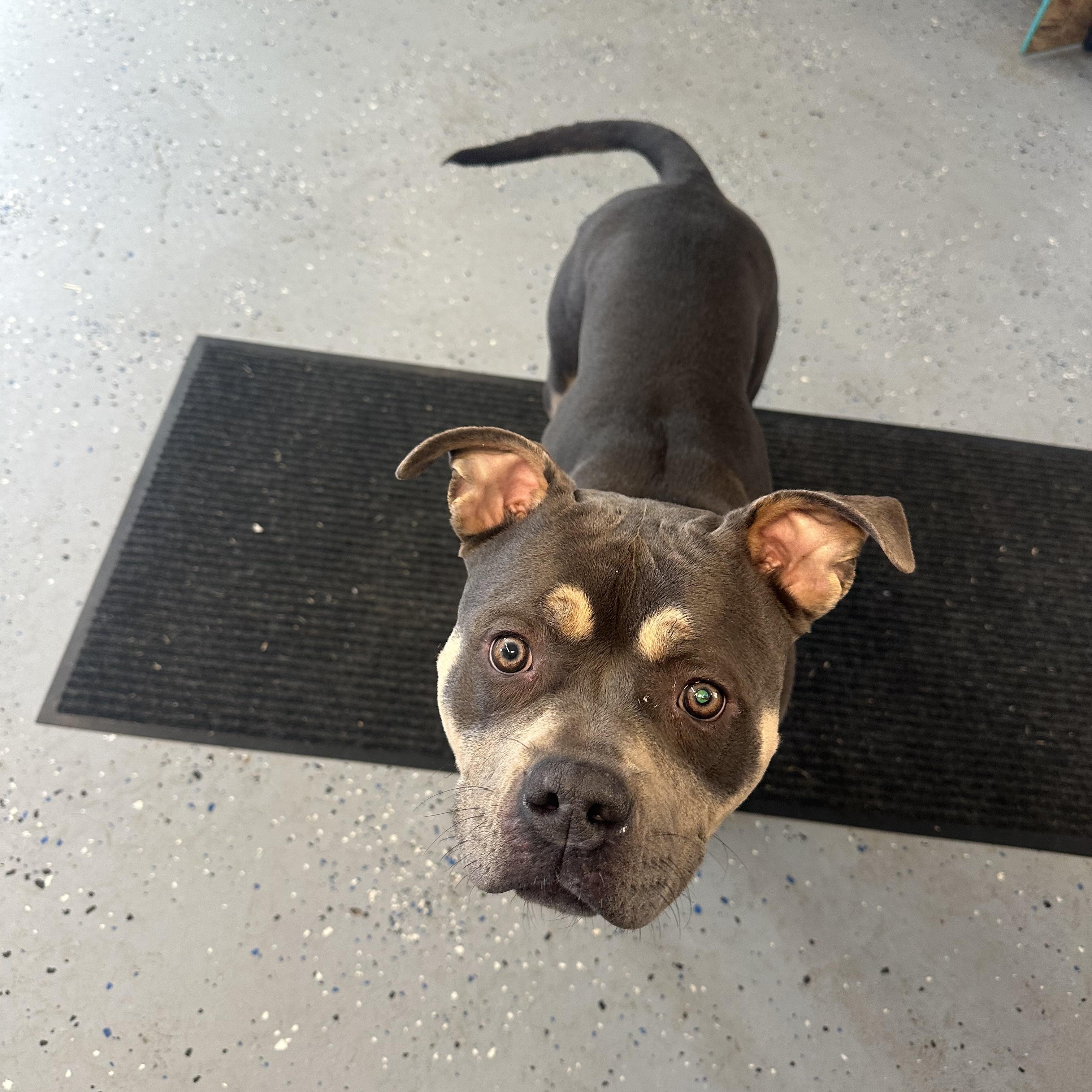 Enlarge Tina, a Adoptable mixed breed in Roachdale, IN image 4/4