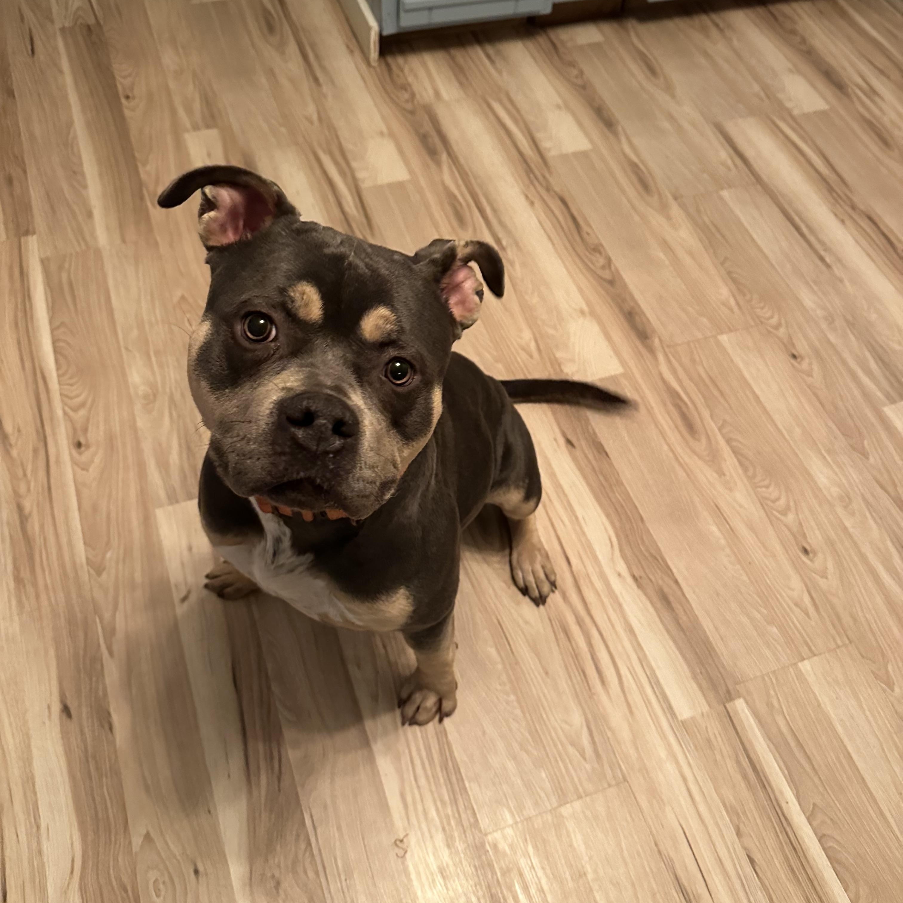 Enlarge Tina, a Adoptable mixed breed in Roachdale, IN image 1/4