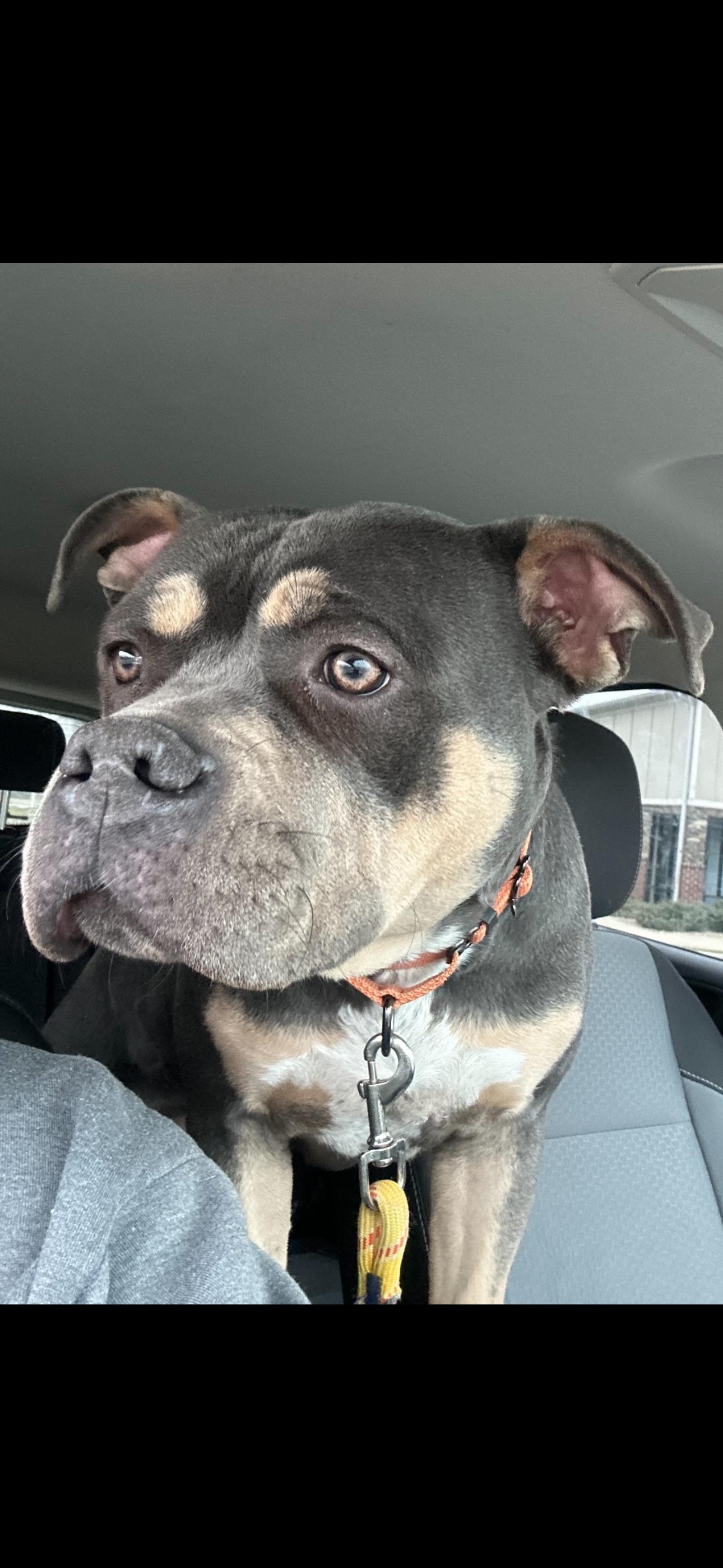 Enlarge Tina, a Adoptable mixed breed in Roachdale, IN image 3/4