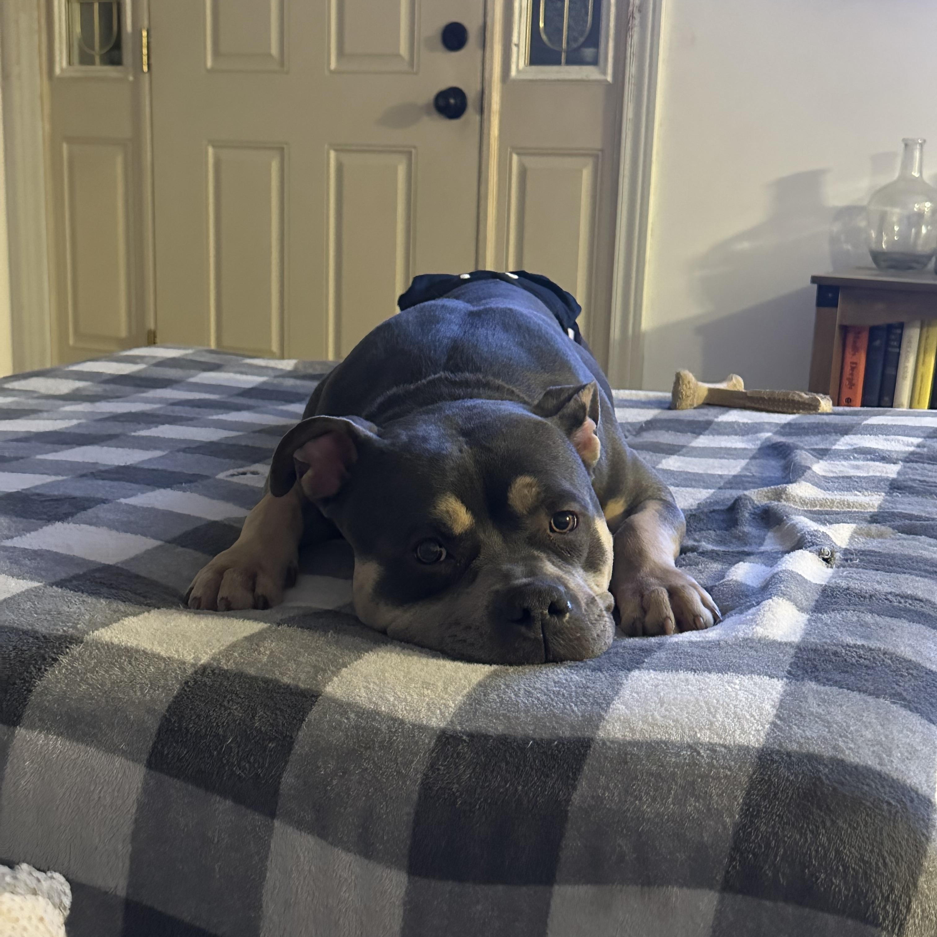 Enlarge Tina, a Adoptable mixed breed in Roachdale, IN image 2/4