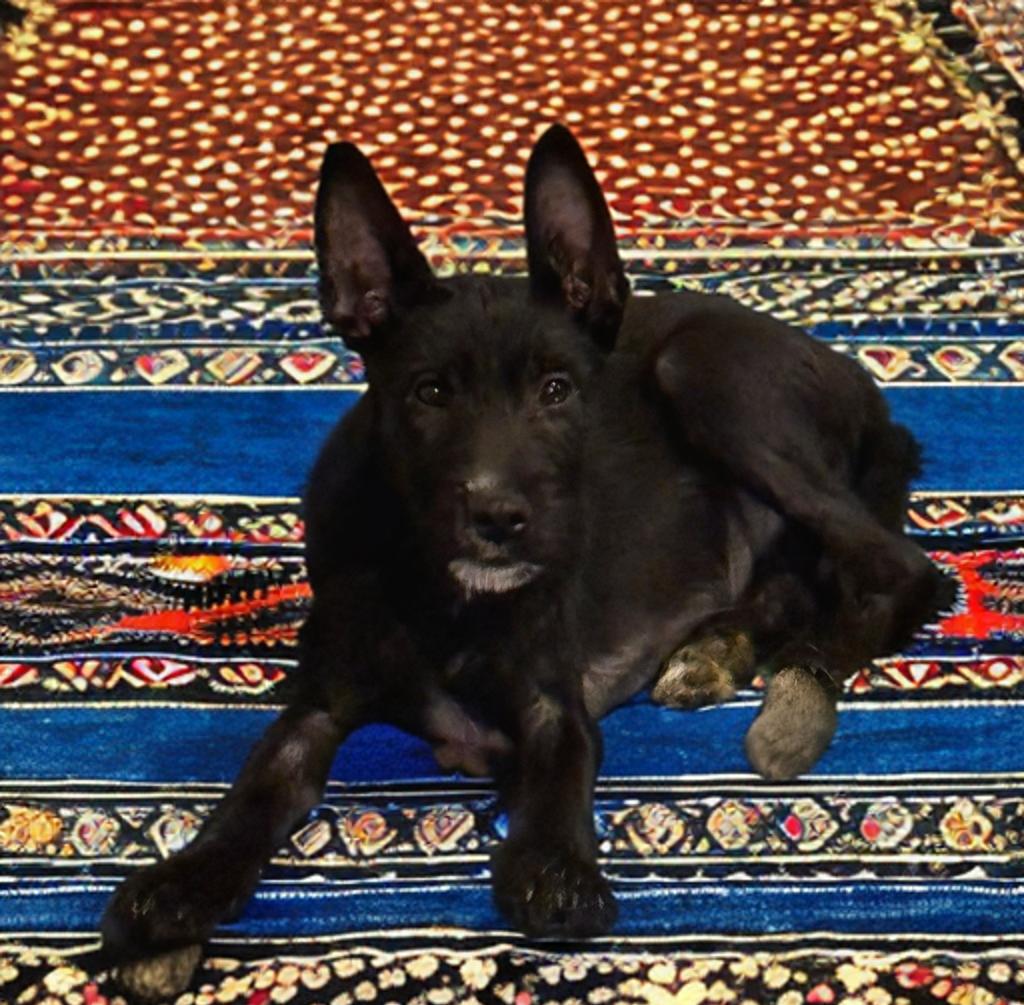 Tina, Adoptable, Young Female Schnauzer & Irish Terrier.