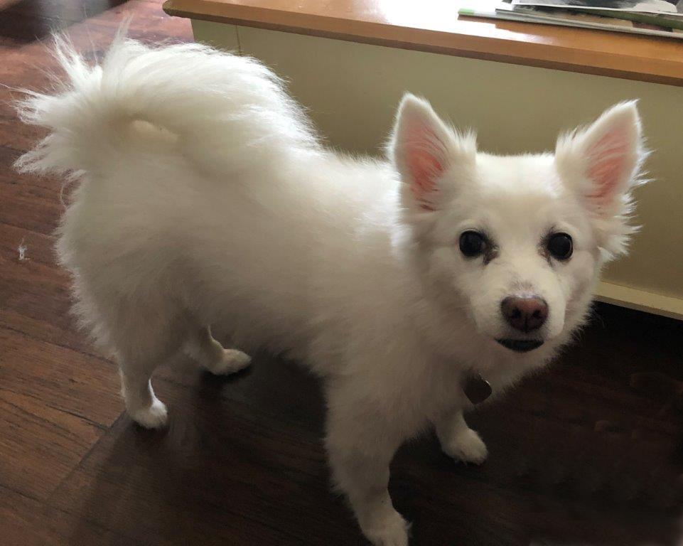 Mia - Adopted!