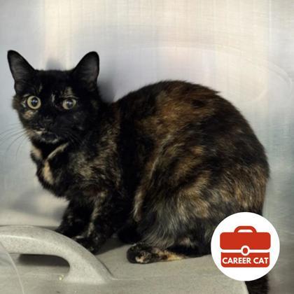 Summer, Adoptable, Adult Female Domestic Short Hair & Domestic Short Hair.
