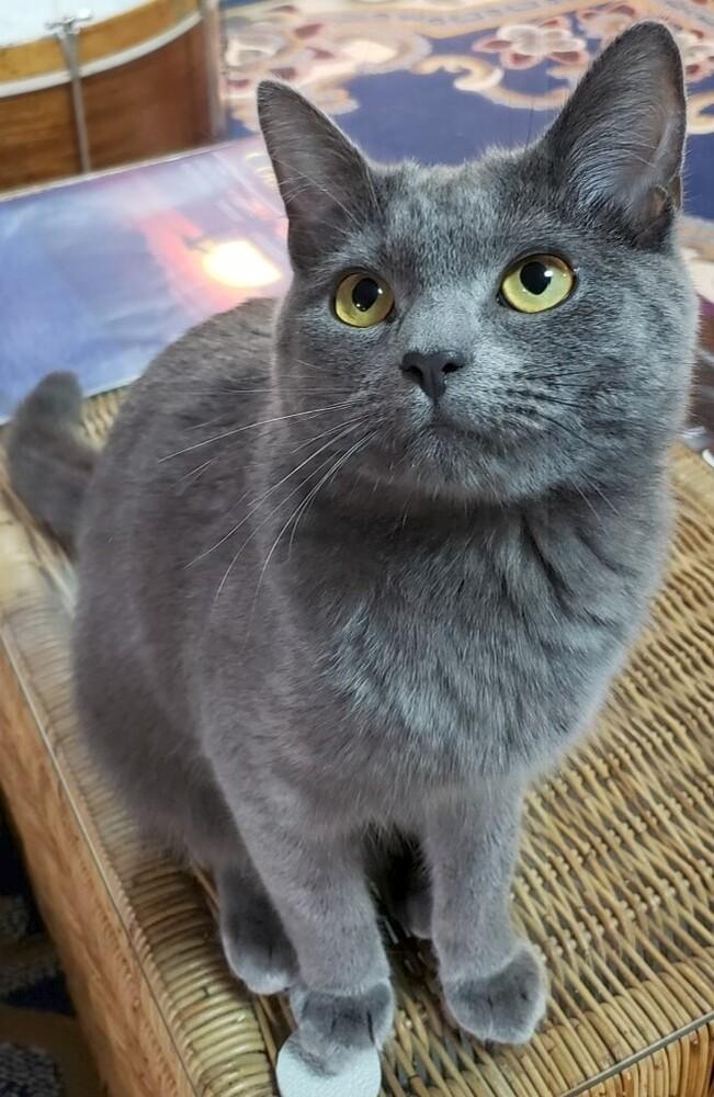 LilaRose, Adoptable, Adult Female Russian Blue.