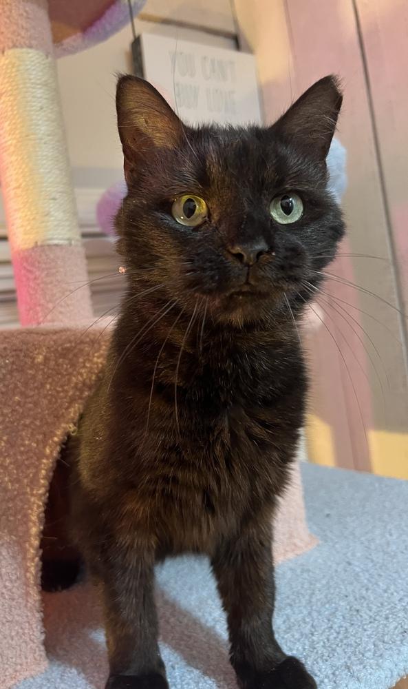 Wednesday, Adoptable, Adult Female Domestic Short Hair.