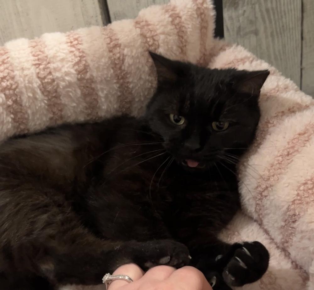 Enlarge Wednesday, a Adoptable Domestic Short Hair in Martinsburg, WV image 3/6