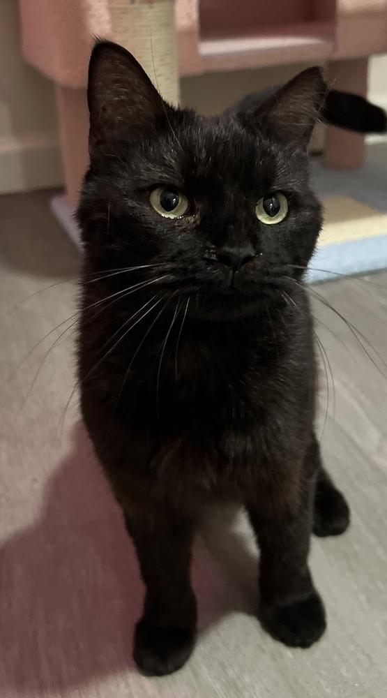 Enlarge Wednesday, a Adoptable Domestic Short Hair in Martinsburg, WV image 4/6