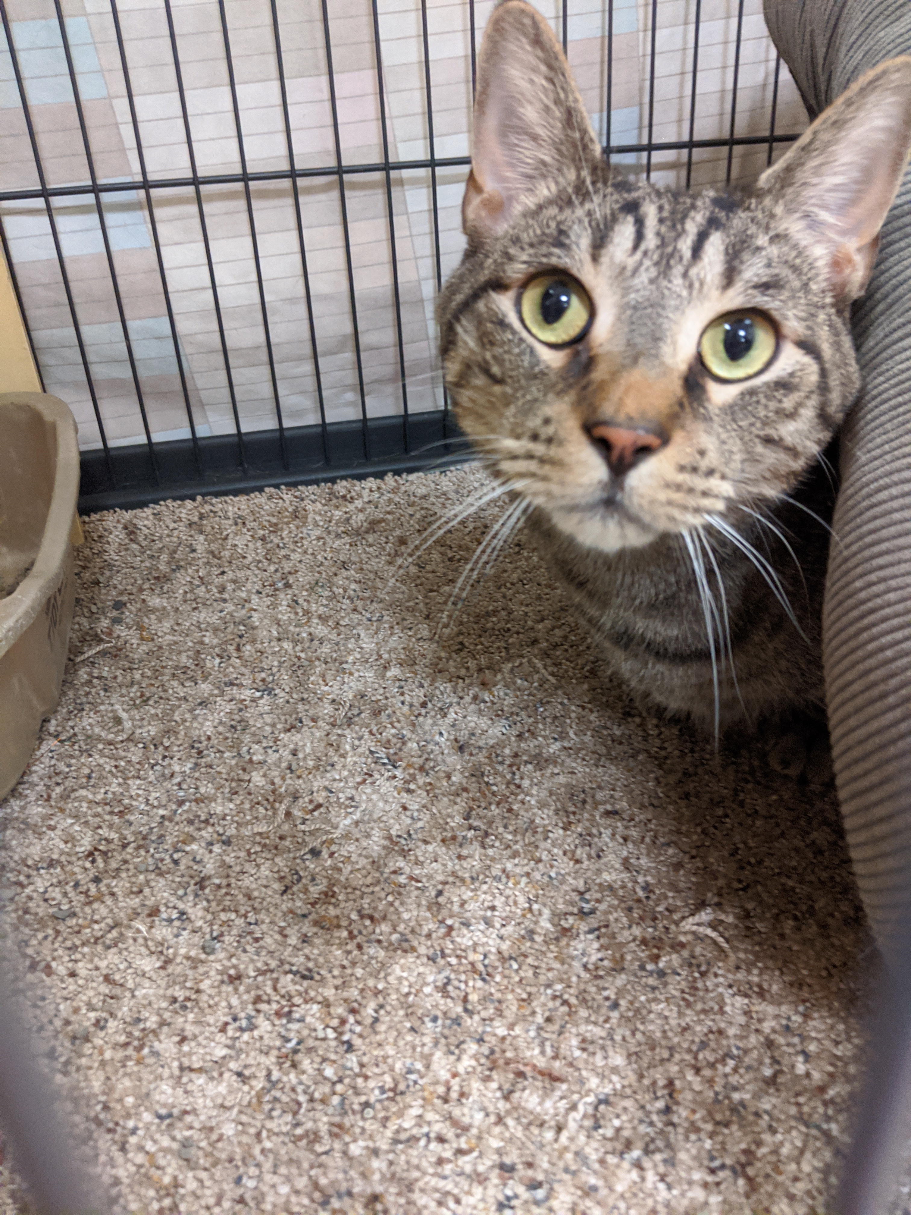 Freddy, Adult Male Domestic Short Hair