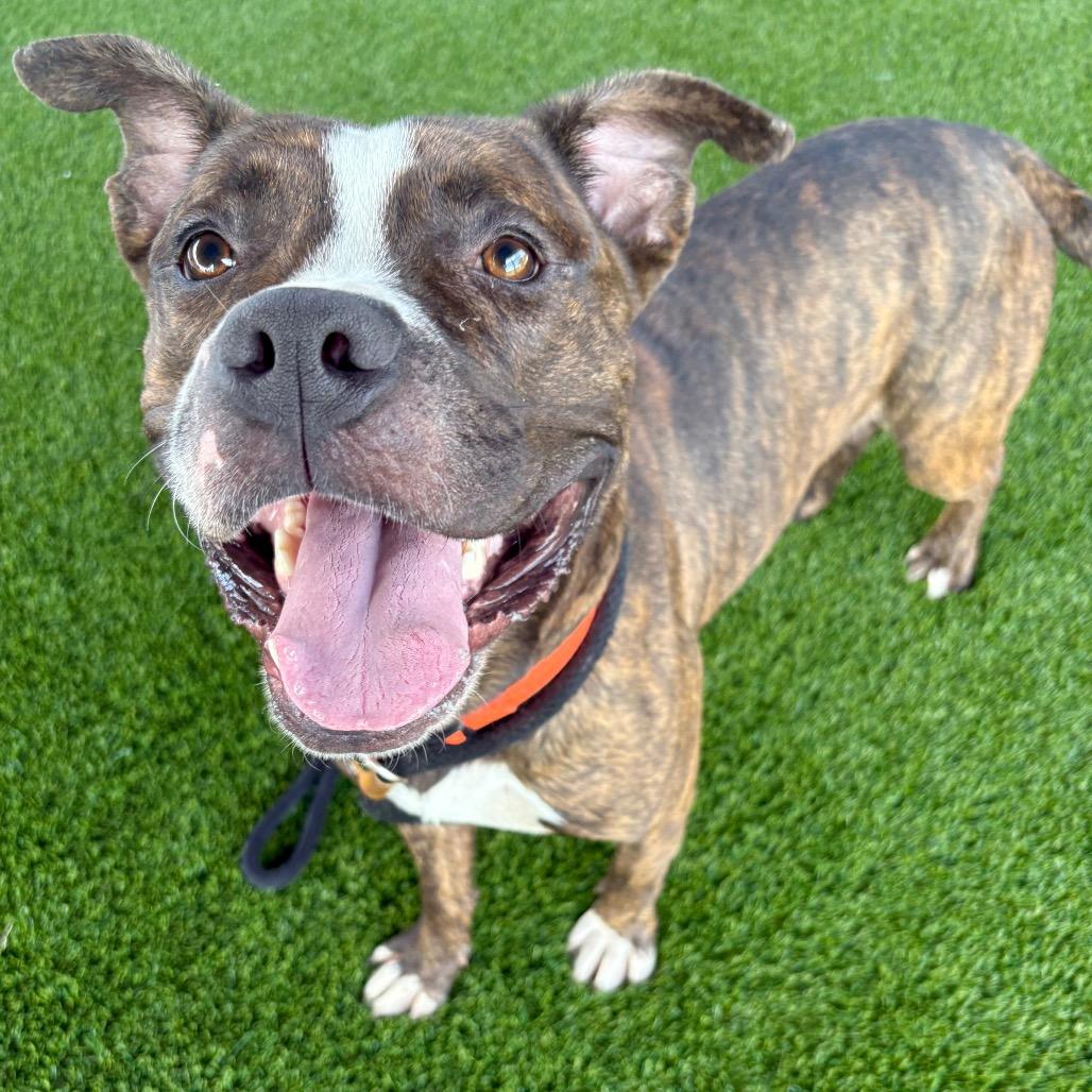 Algernon, a Adoptable mixed breed in St Joseph, MO image 1/2