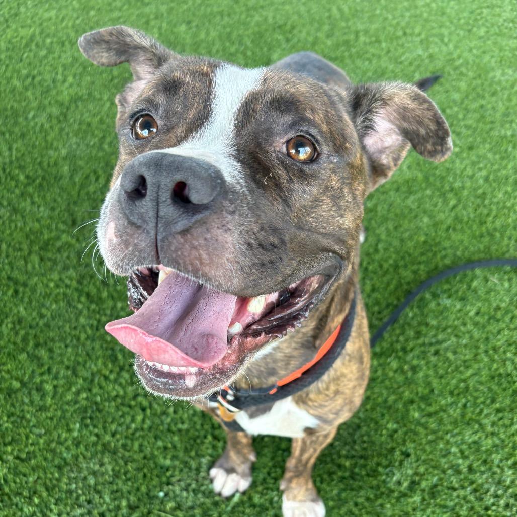 Algernon, a Adoptable mixed breed in St Joseph, MO image 2/2