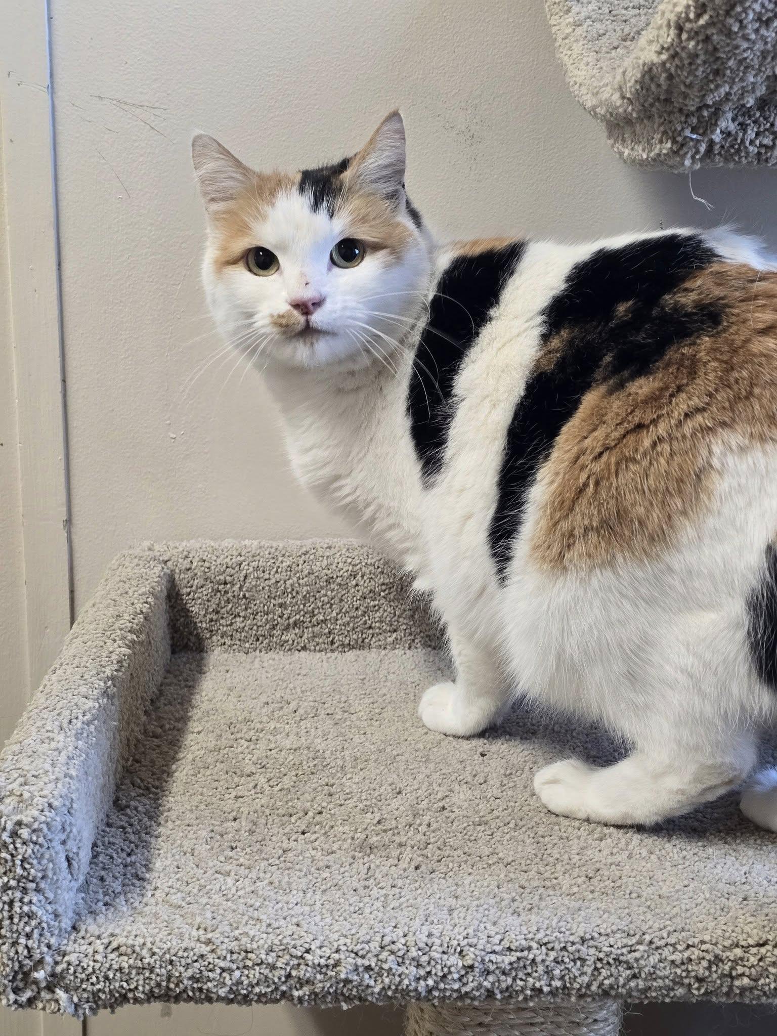 Enlarge Callie, an adopted Calico in Prineville, OR image 1/1