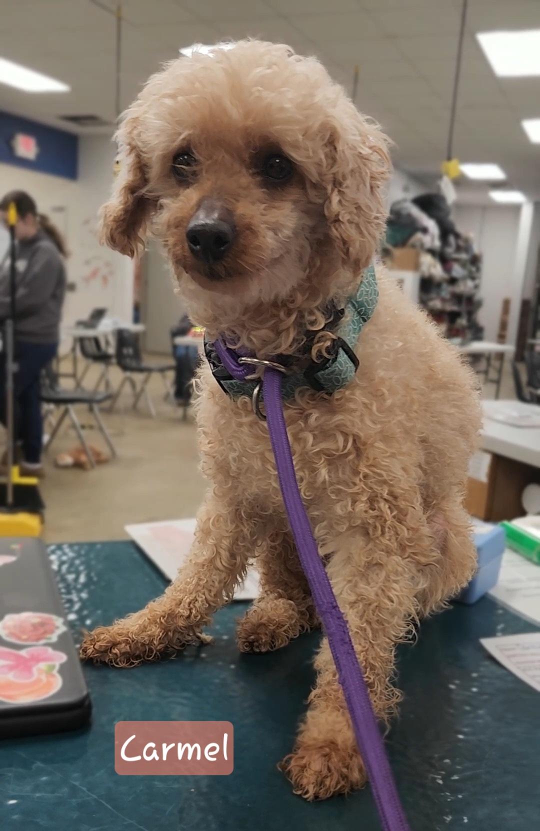 Enlarge CARMEL, an adopted Miniature Poodle in Ashland, OH image 3/4