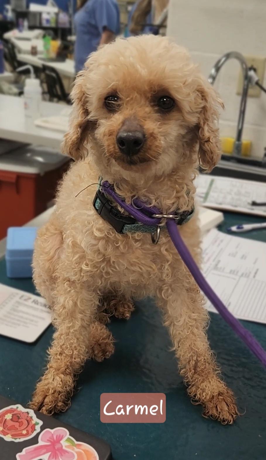 Enlarge CARMEL, an adopted Miniature Poodle in Ashland, OH image 4/4