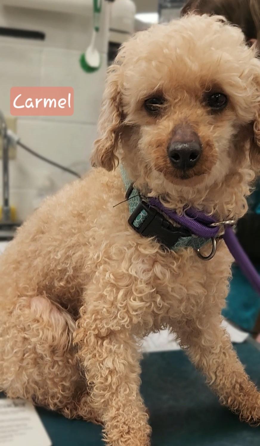Enlarge CARMEL, an adopted Miniature Poodle in Ashland, OH image 2/4