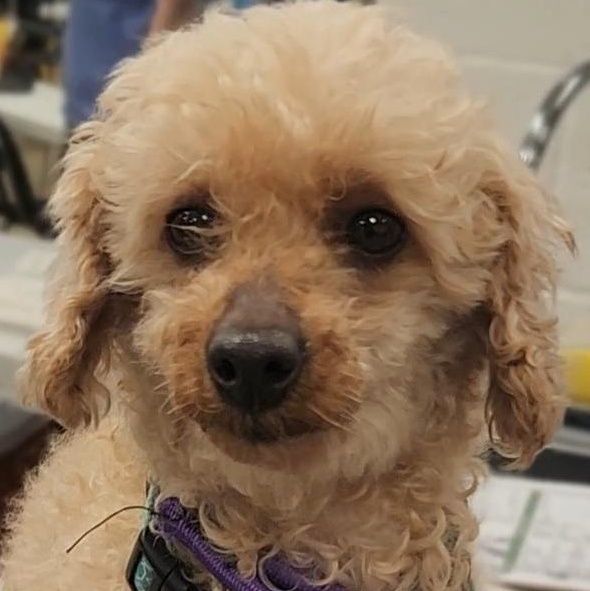 Enlarge CARMEL, an adopted Miniature Poodle in Ashland, OH image 1/4