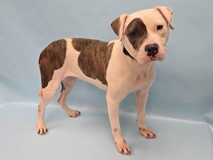 Daffodil, Adoptable, Adult Female Pit Bull Terrier & Mixed Breed.