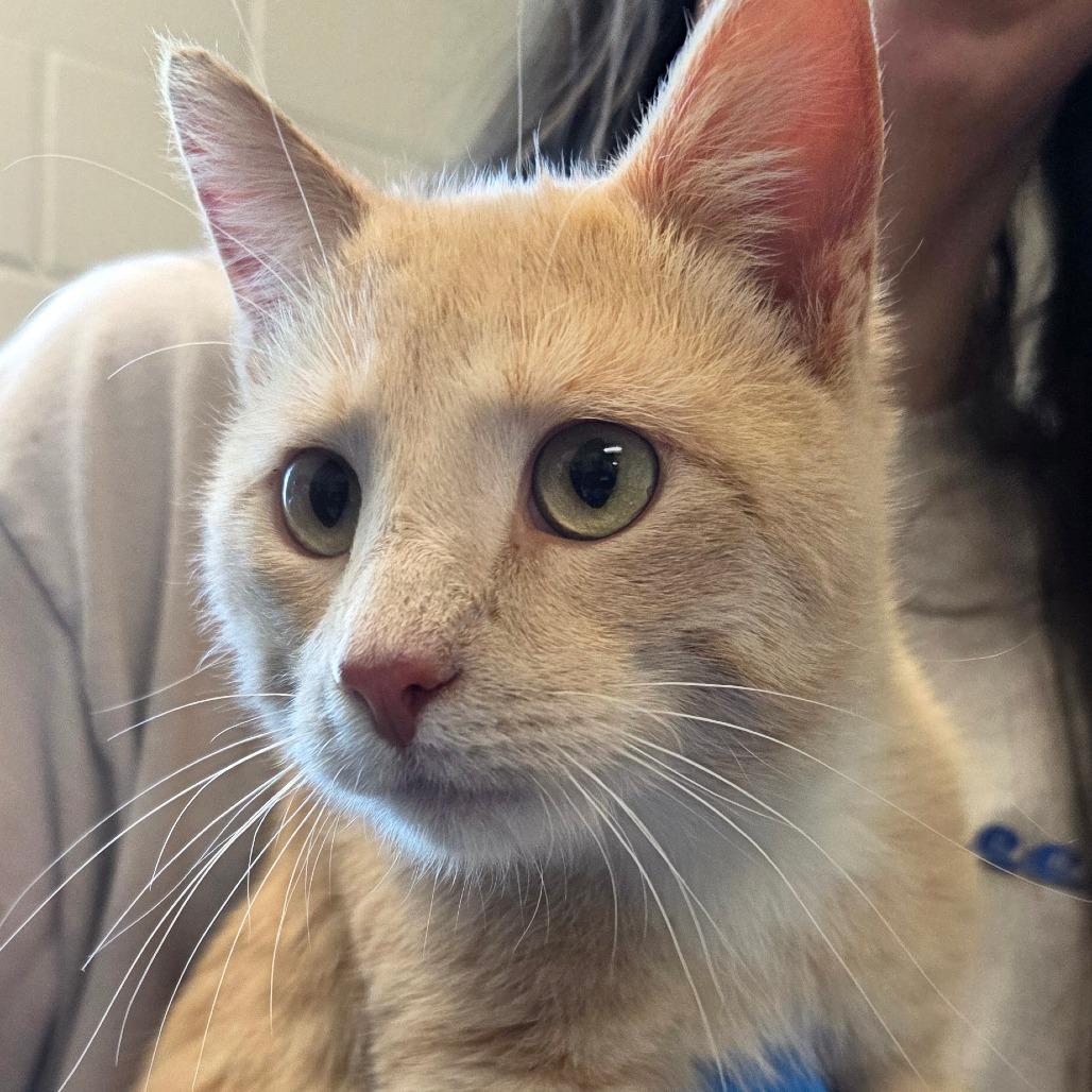 Khaki, Adoptable, Young Male Domestic Short Hair.