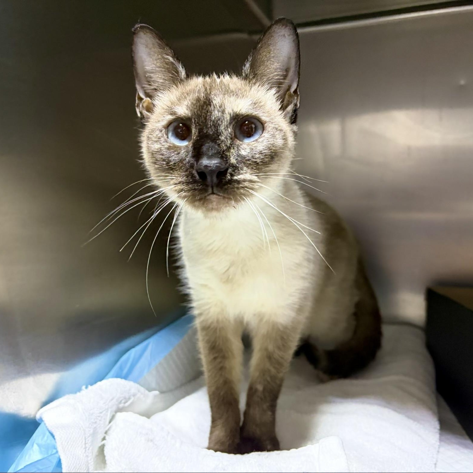 Enlarge Cassie, a Adoptable Siamese in Lancaster, PA image 4/4