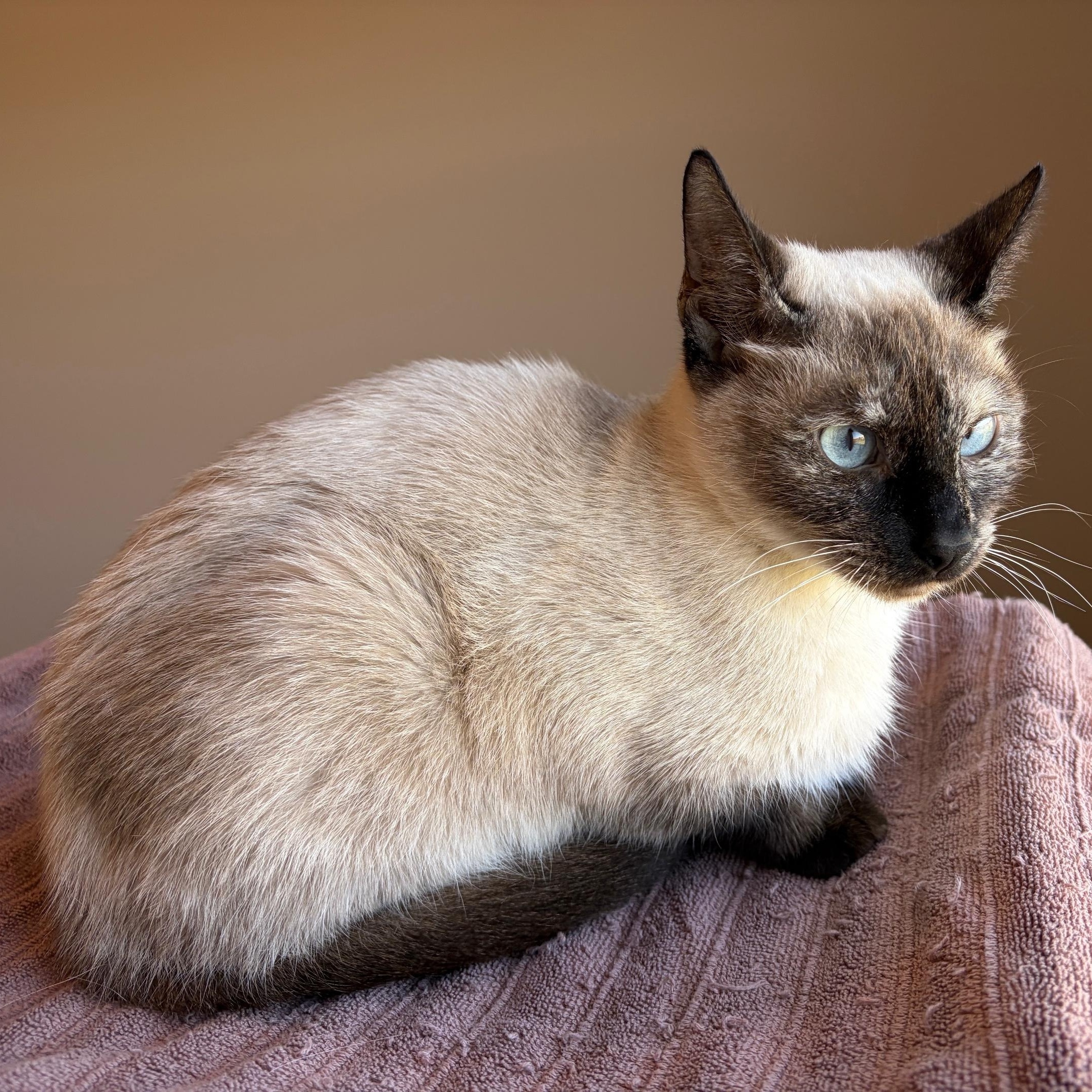 Enlarge Cassie, a Adoptable Siamese in Lancaster, PA image 2/4