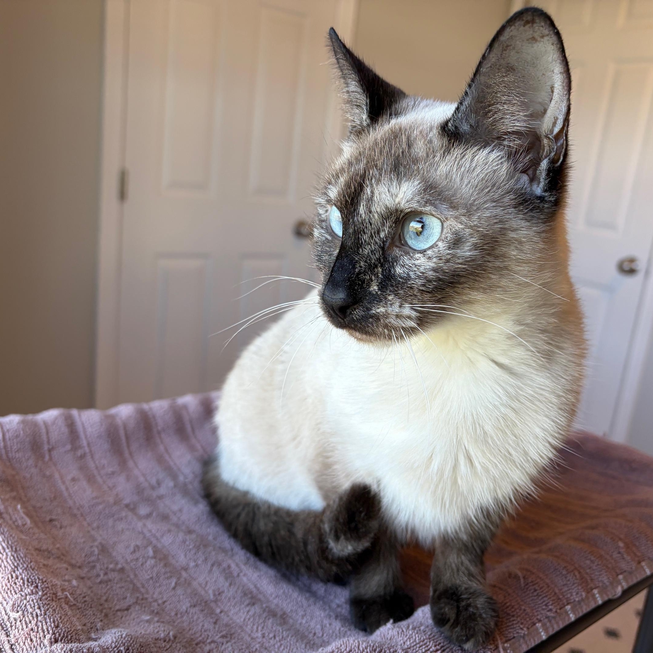 Cassie, Adoptable, Young Female Siamese.