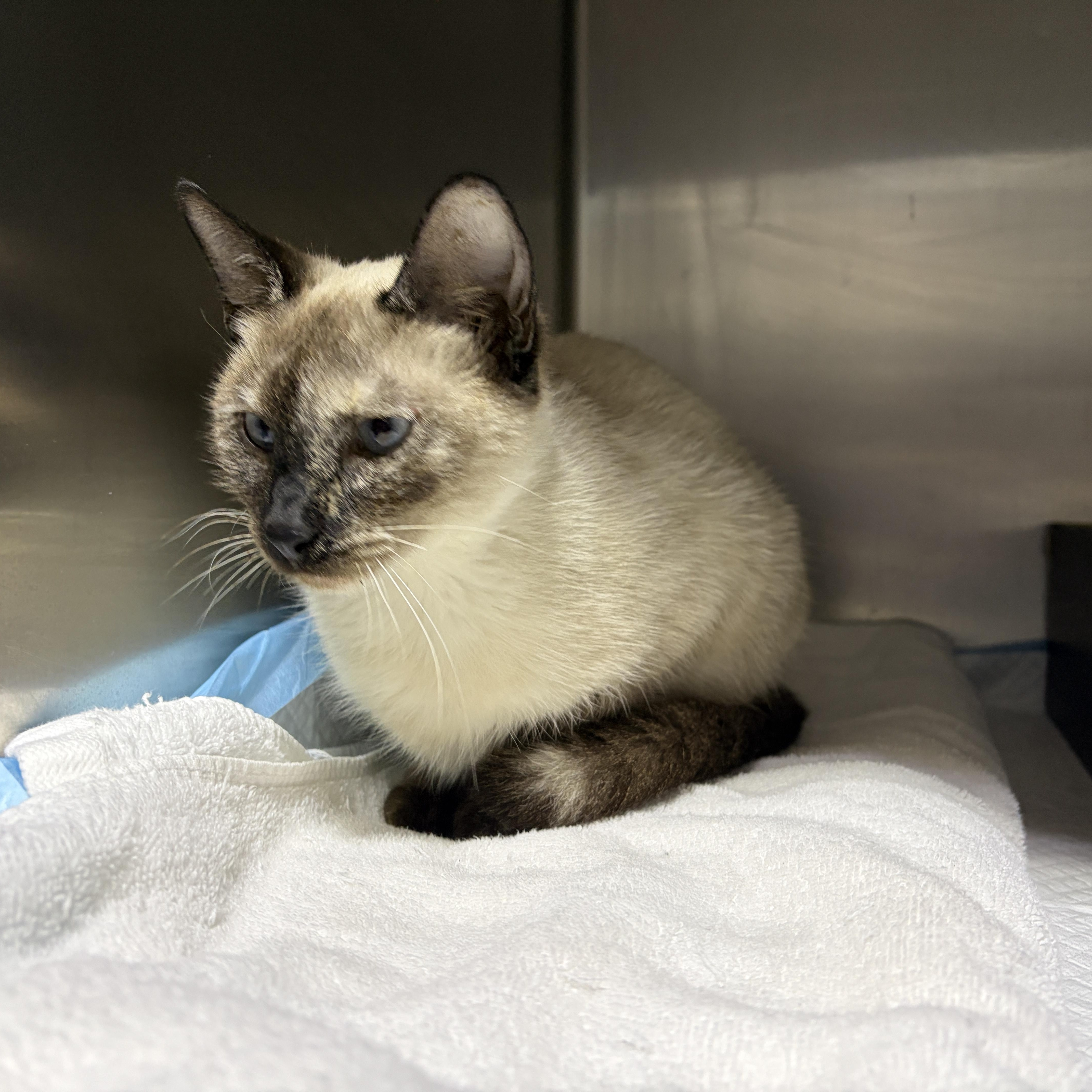 Enlarge Cassie, a Adoptable Siamese in Lancaster, PA image 3/4