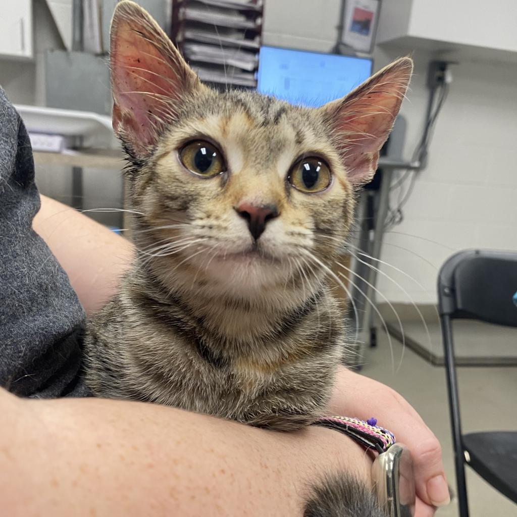 Queen Pumpkin, Adoptable, Adult Female Domestic Short Hair.