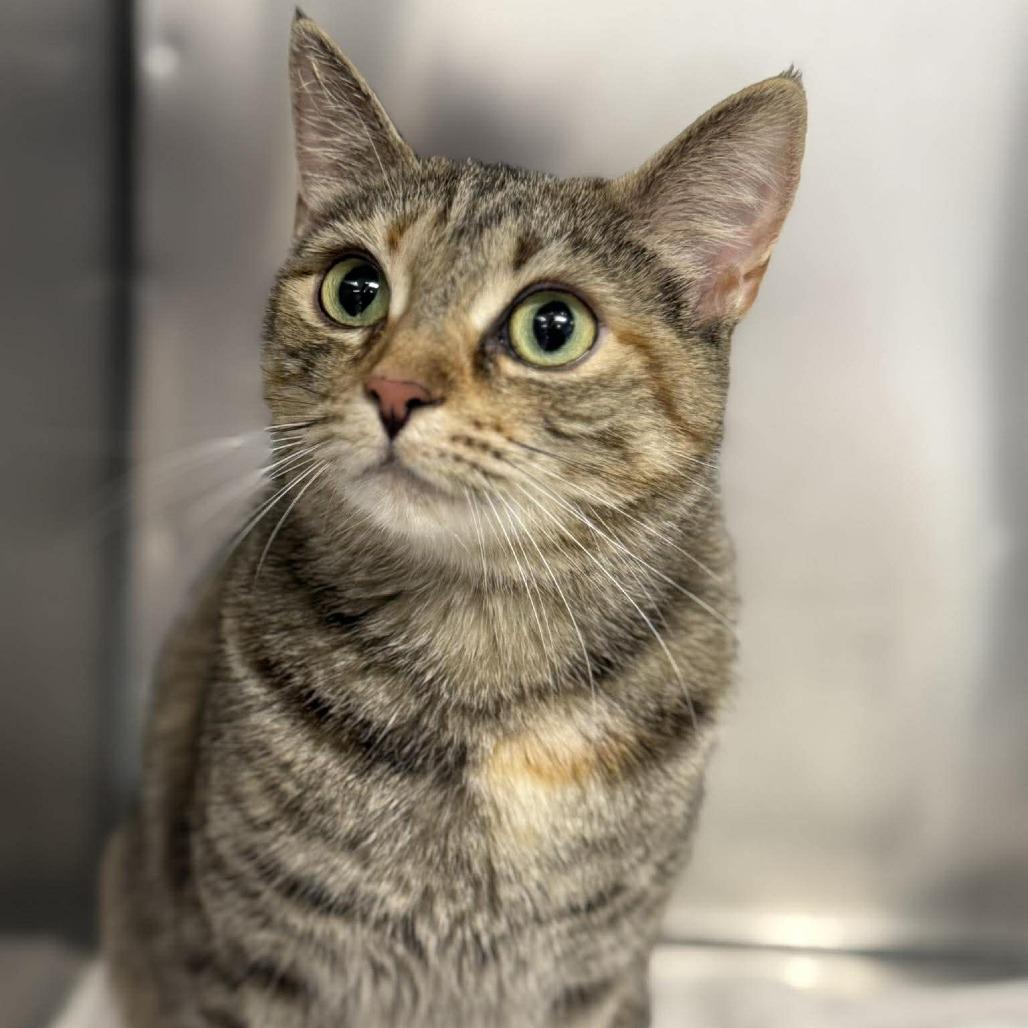 Enlarge Queen Pumpkin, a Adoptable Domestic Short Hair in Martinsville, VA image 2/2