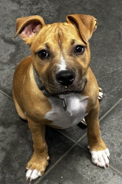 Enlarge 06821b Twix Adoption Ambassador, a Adoptable mixed breed in North Charleston, SC image 2/3