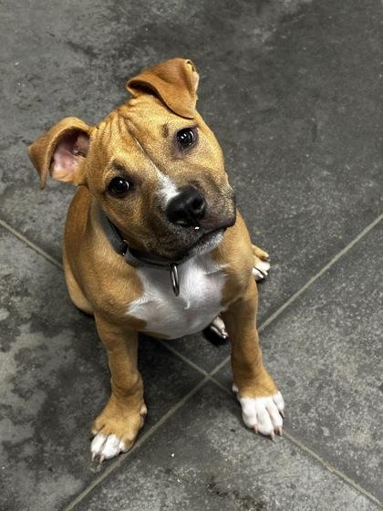 Enlarge 06821b Twix Adoption Ambassador, a Adoptable mixed breed in North Charleston, SC image 3/3